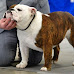 Top 10 AKC National Championship Winning Show Dogs (2013-2022)